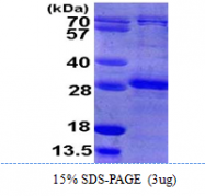 AR09996PU-L - RhoB