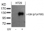AP08042PU-N - CBL / RNF55
