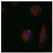AP02563PU-S - AP-1 / c-Jun