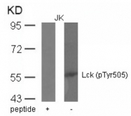 AP09466PU-N - LCK