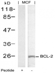 AP02601PU-S - Bcl-2
