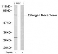 AP02609PU-N - Estrogen receptor alpha