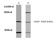 AP01275PU-N - Heat shock protein 70 / HSP70