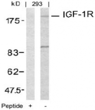 AP02620PU-S - CD221 / IGF1R