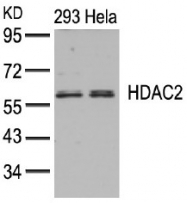 AP02667PU-N - HDAC2