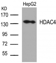AP02668PU-S - HDAC4