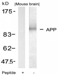 AP02715PU-S - Amyloid beta A4 protein / APP