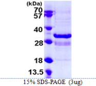 AR39031PU-N - Synaptotagmin-1