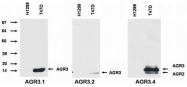 AM26017PU-N - AGR3