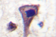 AP06585PU-N - Synapsin-1