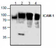 AP26345PU-N - CD54 / ICAM1
