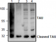 AP26351PU-N - MAPT / TAU