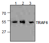 AP26352PU-N - TRAF6 / RNF85