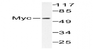 AP06237PU-N - c-Myc
