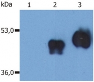 SM3009AS - CD14