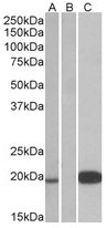 AP31556PU-N - Urocortin-3 (UCN3)