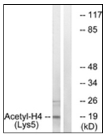 AP31625PU-N - Histone H4