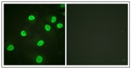 AP31625PU-N - Histone H4