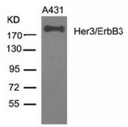 AP08087PU-N - ERBB3 / HER3