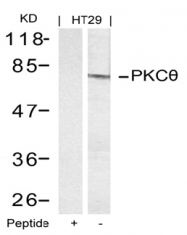 AP02699PU-S - PRKCQ / PRKCT