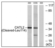 AP31627PU-N - Cathepsin L2