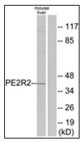 AP31622PU-N - PTGER2