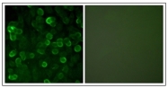 AP31616PU-N - CD324 / Cadherin-1