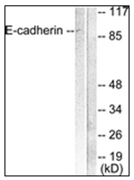 AP31616PU-N - CD324 / Cadherin-1