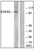 AP31606PU-N - CD332 / FGFR-2
