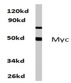 AP06238PU-N - c-Myc