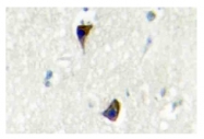 AP06787PU-N - Alpha-1A adrenergic receptor / ADRA1A