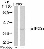 AP02770PU-S - EIF2A / EIF2S1