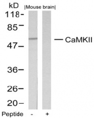 AP02774PU-S - CAMK2A/B