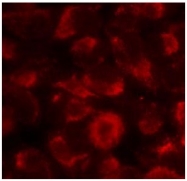 AP02783PU-S - HSP90AB1 / HSP90 beta