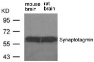 AP09507PU-S - Synaptotagmin-1