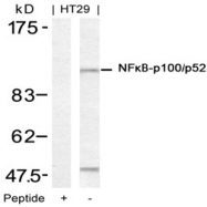 AP02785PU-S - NFKB2 / NF-kappa-B p100/p52