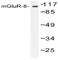 AP06143PU-N - mGluR8 / GRM8