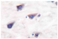 AP06143PU-N - mGluR8 / GRM8