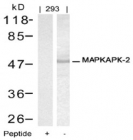 AP02791PU-S - MAPKAP Kinase-2