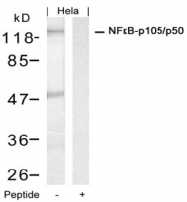 AP08069PU-N - NF-kB p105 / p50