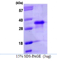 AR39064PU-L - NANOG