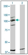 AM31759PU-N - CD117 / c-kit