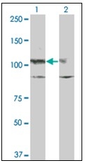 AM31760PU-N - CD117 / c-kit