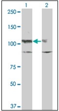 AM31761PU-N - CD117 / c-kit