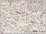 AM31763PU-N - Lamin-B1 (LMNB1)
