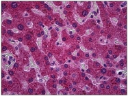 AM31765PU-N - Protein phosphatase 1A / PPM1A