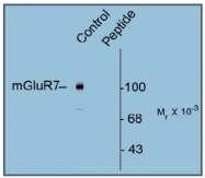AP31636PU-N - mGluR7 / GRM7