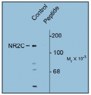 AP31639PU-N - NMDA Receptor 2C