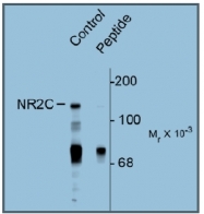 AP31640PU-N - NMDA Receptor 2C