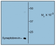AM31832PU-N - VAMP-1 / Synaptobrevin-1